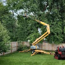 Best Sod Installation  in Wheat Ridge, CO