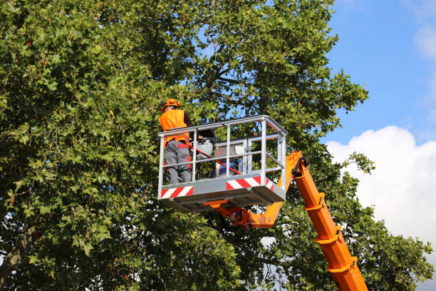 Best Tree Disease Treatment  in Wheat Ridge, CO