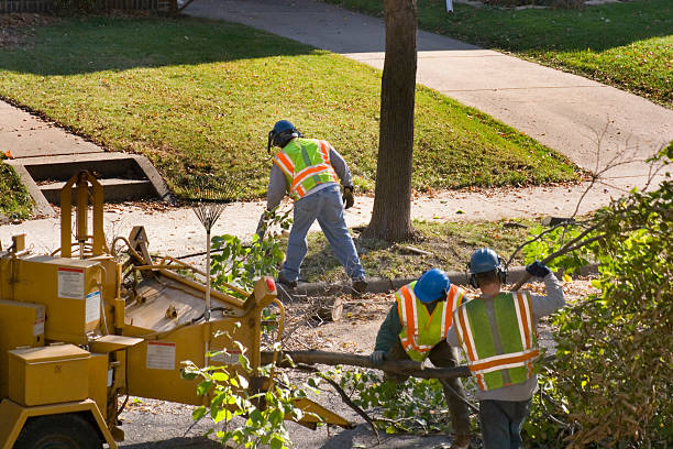 Best Utility Line Clearance  in Wheat Ridge, CO