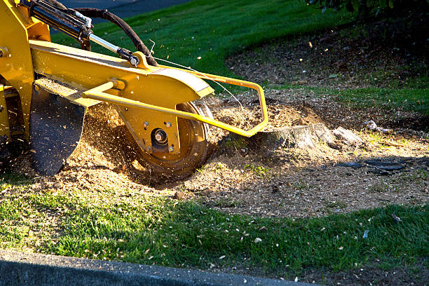 Best Tree Maintenance Programs  in Wheat Ridge, CO