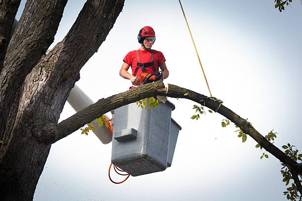 How Our Tree Care Process Works  in  Wheat Ridge, CO