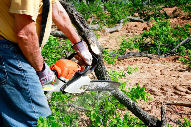 Best Tree Mulching  in Wheat Ridge, CO